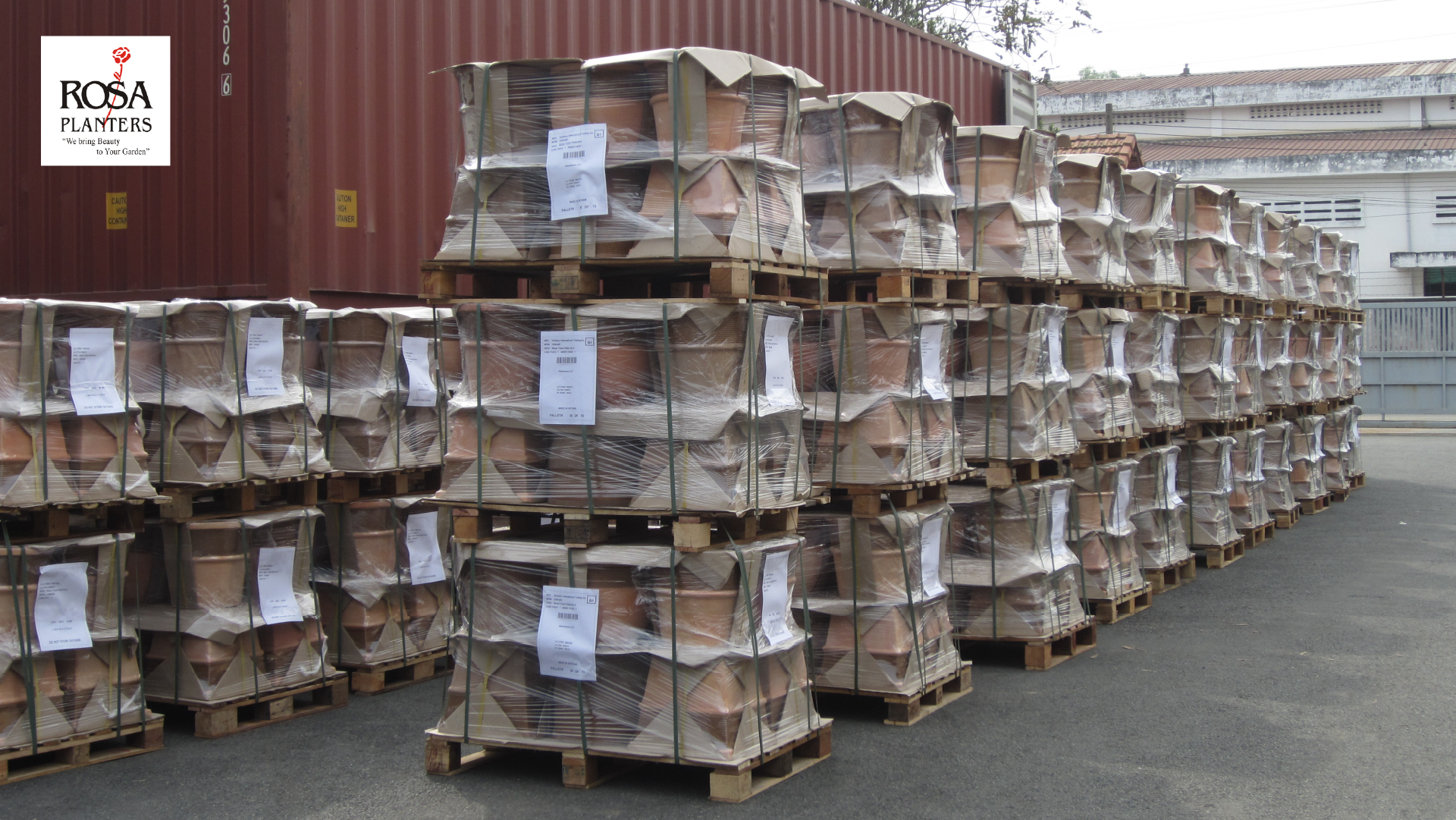 Workers packing plant pots professionally for export shipping